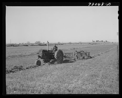 Raking hay. Yuma County, Arizona