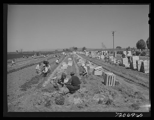 Untitled photo, possibly related to: Grading and bunching carrots in the field. Yuma County, Arizona