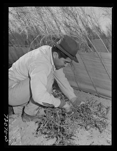 Untitled photo, possibly related to: Picking tomatoes. Imperial County, California