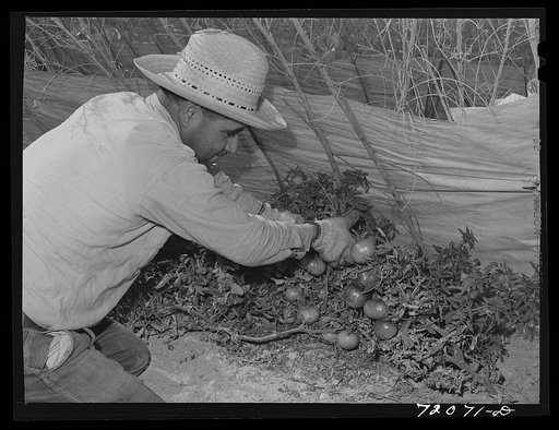 Picking tomatoes. Imperial County, California