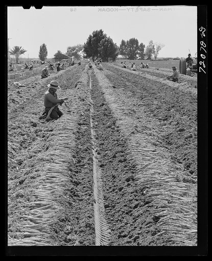 Untitled photo, possibly related to: Gathering and bunching carrots. Yuma County, Arizona