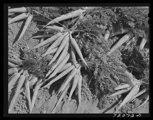 Carrots in the field. Yuma County, Arizona