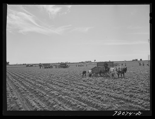 Untitled photo, possibly related to: Picking lettuce. Yuma County, Arizona. The heads of lettuce are transferred from these wagons to trucks for transportation to packing sheds in town