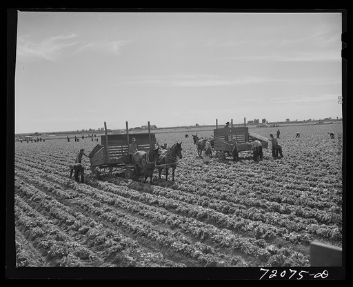 Picking lettuce. Yuma County, Arizona. The heads of lettuce are transferred from these wagons to trucks for transportation to packing sheds in town