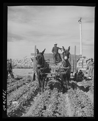 Wagon in lettuce field. Yuma County, Arizona