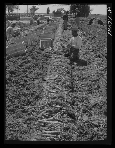 Gathering and bunching carrots. Yuma County, Arizona