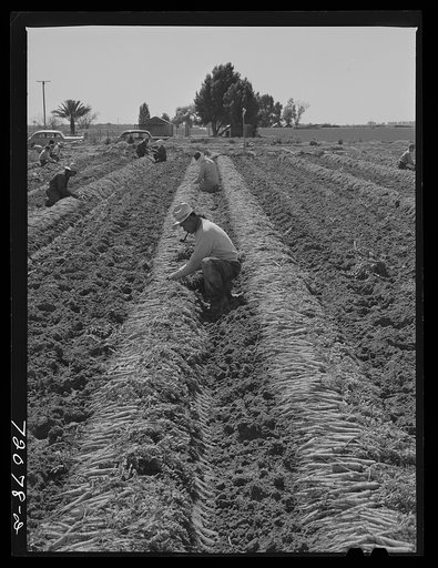 Gathering and bunching carrots. Yuma County, Arizona