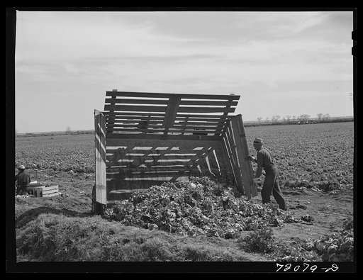 Gathering lettuce. Yuma County, Arizona