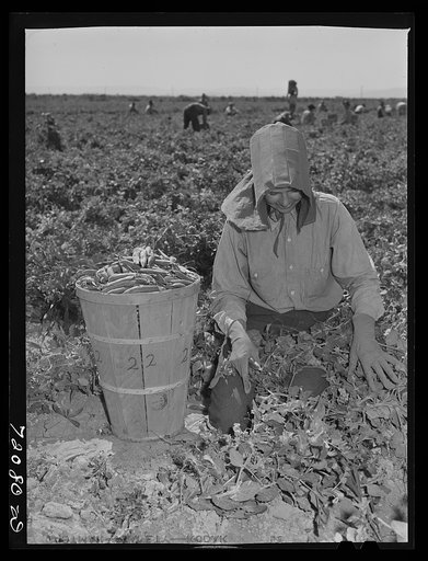 Picking peas. Yuma County, Arizona