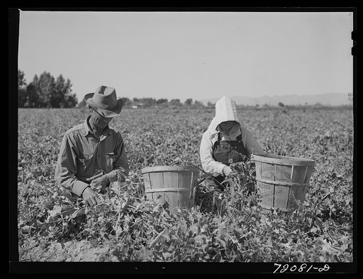 Picking peas. Yuma County, Arizona