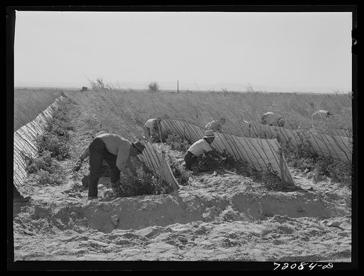 Picking tomatoes. Imperial County, California. The paper and vegetation protects the delicate tomato plants from sun and wind