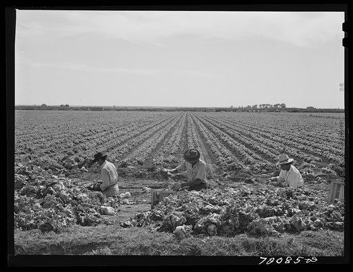 Yuma County, Arizona. Sorting and grading lettuce in the field