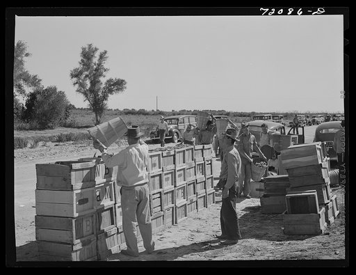 Peas are dumped from hampers to crates for transportation to the packing and grading sheds. Imperial County, California