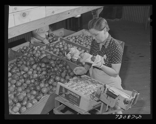 Wrapping and packing tomatoes. Imperial County, California