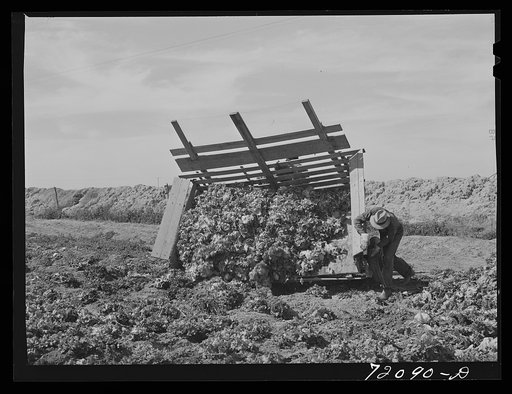Untitled photo, possibly related to: Gathering lettuce. Yuma County, Arizona