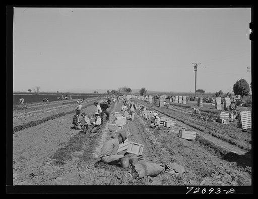 Grading and bunching carrots in the field. Yuma County, Arizona