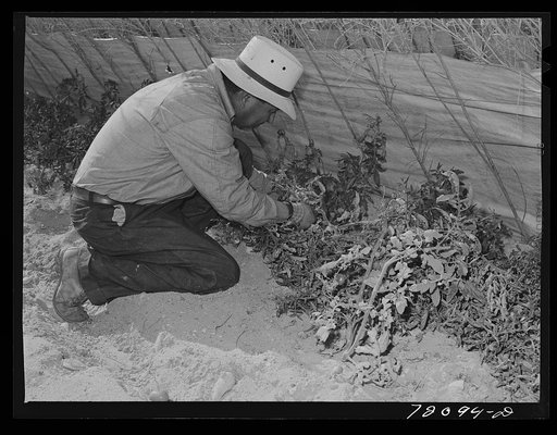 Untitled photo, possibly related to: Pruning tomato plants makes the plants yield longer and produce better and larger tomatoes. Imperial County, California