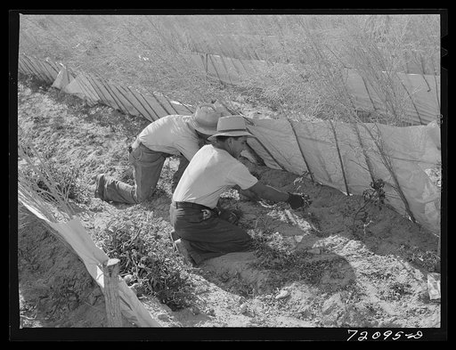Imperial County, California. Pruning tomato plants. Pruning and vegeation protect the delicate tomato plants from sun and wind. Pruning makes the tomato plants produce longer