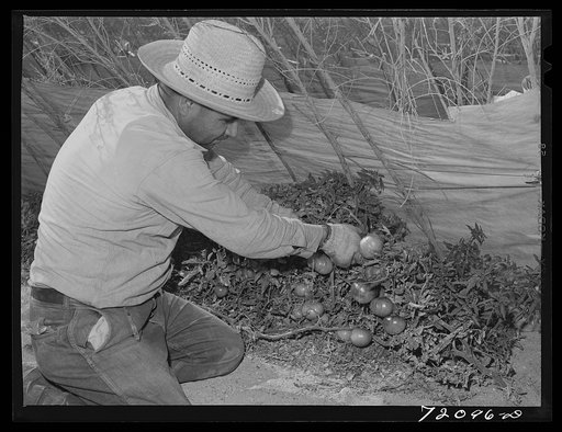 Untitled photo, possibly related to: Gathering lettuce. Yuma County, Arizona