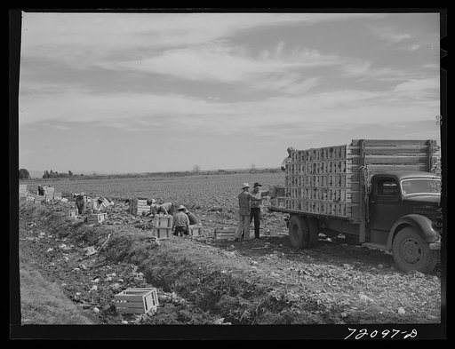 Packing crates of lettuce onto truck. Yuma County, Arizona