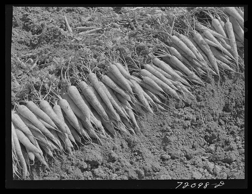 Carrots in the field. Imperial County, California