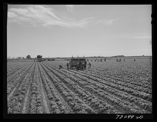 Gathering lettuce. Yuma County, Arizona