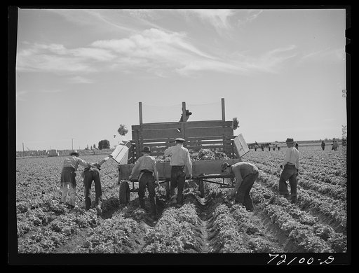 Gathering lettuce. Yuma County, Arizona