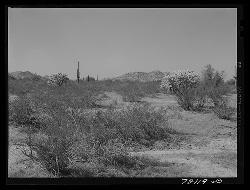 Desert vegetation. Yuma County, Arizona