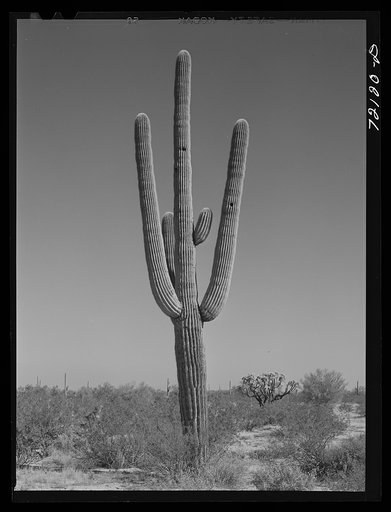 Saguaro cactus in the desert. Yuma County, Arizona
