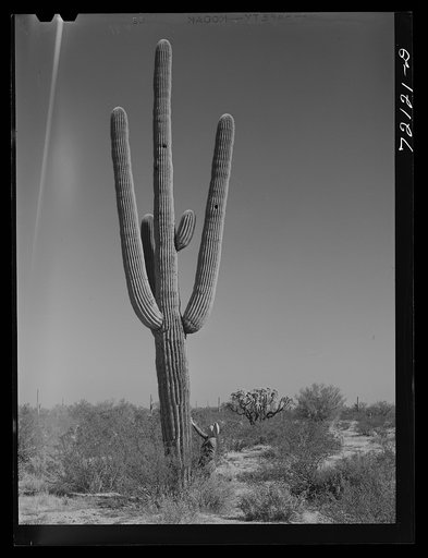 Untitled photo, possibly related to: Saguaro cactus in the desert. Yuma County, Arizona