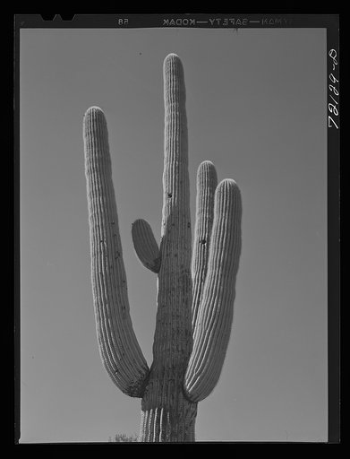 Top of Saguaro cactus in the desert. Yuma County, Arizona