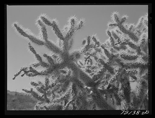 Buckhorn cactus in desert. Yuma County, Arizona