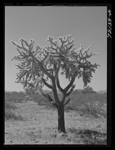 Buckhorn cactus in desert. Yuma County, Arizona
