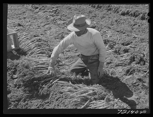 Bunching carrots in the field. Yuma County, Arizona