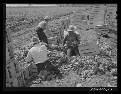 Sorting and packing lettuce in the field. Yuma County, Arizona