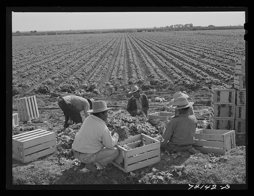 Sorting and packing lettuce in the field. Yuma County, Arizona