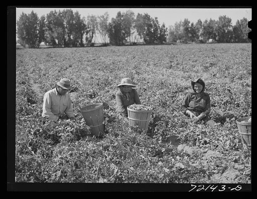 Untitled photo, possibly related to:   Picking peas. Yuma County, Arizona