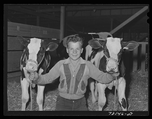 Untitled photo, possibly related to: Future farmer with his young bull which he is showing at the Imperial County Fair, California