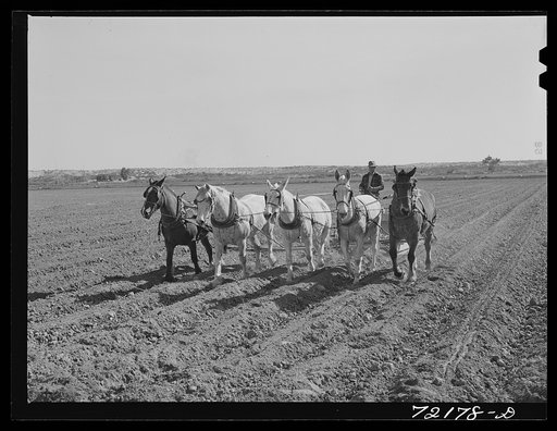 Planting. Yuma County, Arizona