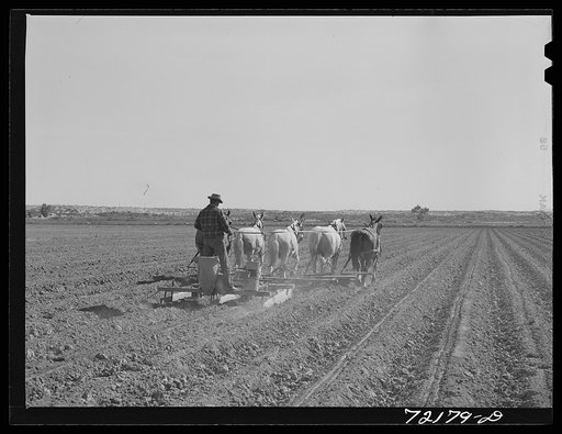 Planting. Yuma County, Arizona