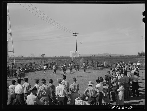 Sonoma County, California. Laying chickens on a ranch
