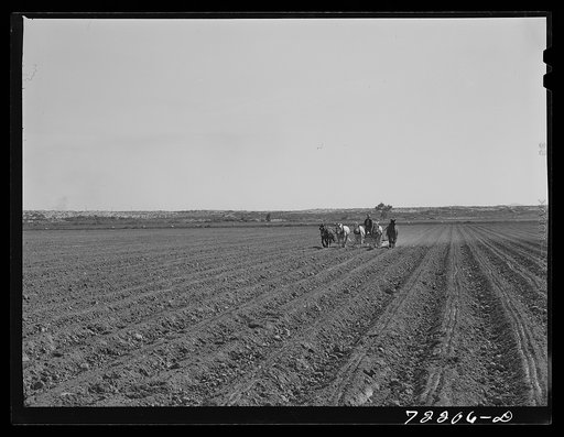 Planting. Yuma County, Arizona
