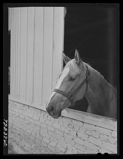 Horse. Imperial County Fair, California