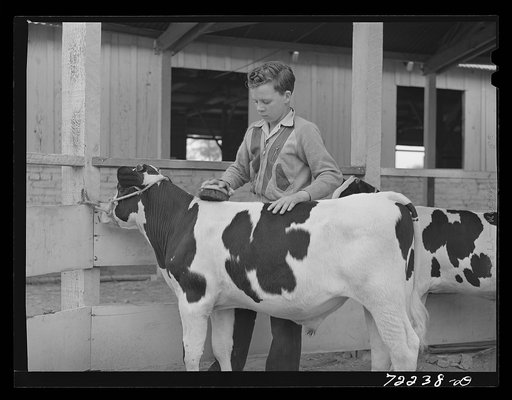 Future farmer grooms his young bull which he is showing at the Imperial County Fair, California