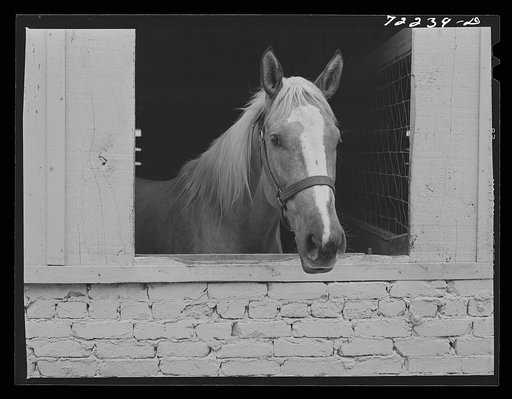 Horse. Imperial County Fair, California