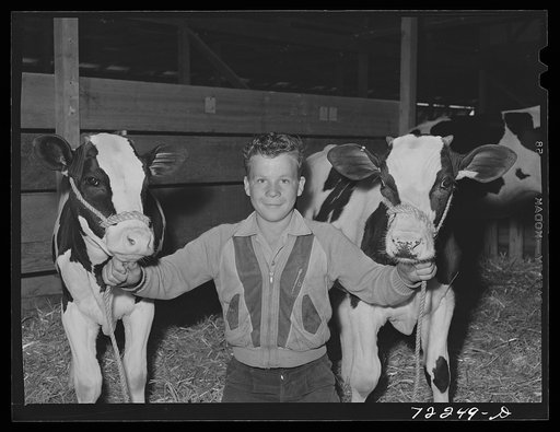 Untitled photo, possibly related to: Future farmer and his young bull which he is showing at the Imperial County Fair, California