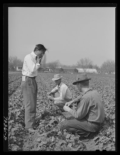 Los Angeles, California. The evacuation of Japanese-Americans from West coast areas under United States Army war emergency orders. White farmer inspecting the crop of a Japanese farmer. The Japanese wants to sell his crop