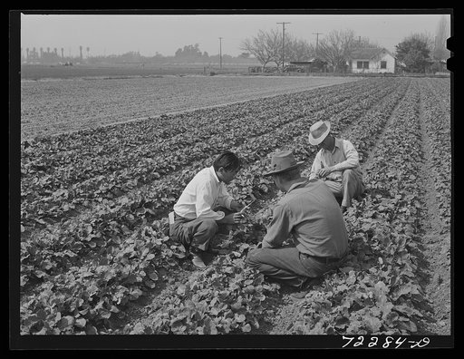 Los Angeles County, California. The evacuation of Japanese and Japanese-Americans from West coast areas, under United States Army war emergency order. Farmers inspecting crop of Japanese farmer who wants to sell out