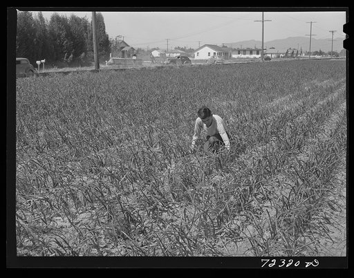 Los Angeles County, California. The evacuation of Japanese and Japanese-Americans from West coast areas under United States Army war emergency order. A Japanese farmer in his onion field. The Japanese were selling their unharvested crops before they were being evacuated