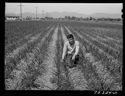 Los Angeles County, California. The evacuation of Japanese-Americans from West coast areas under United States Army war emergency order. A Japanese farmer in his onion field. The Japanese are selling their unharvested crops before being evacuated